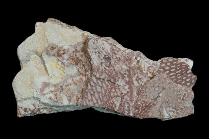 Ordovician Graptolite (Araneograptus) Plate - Morocco #174327